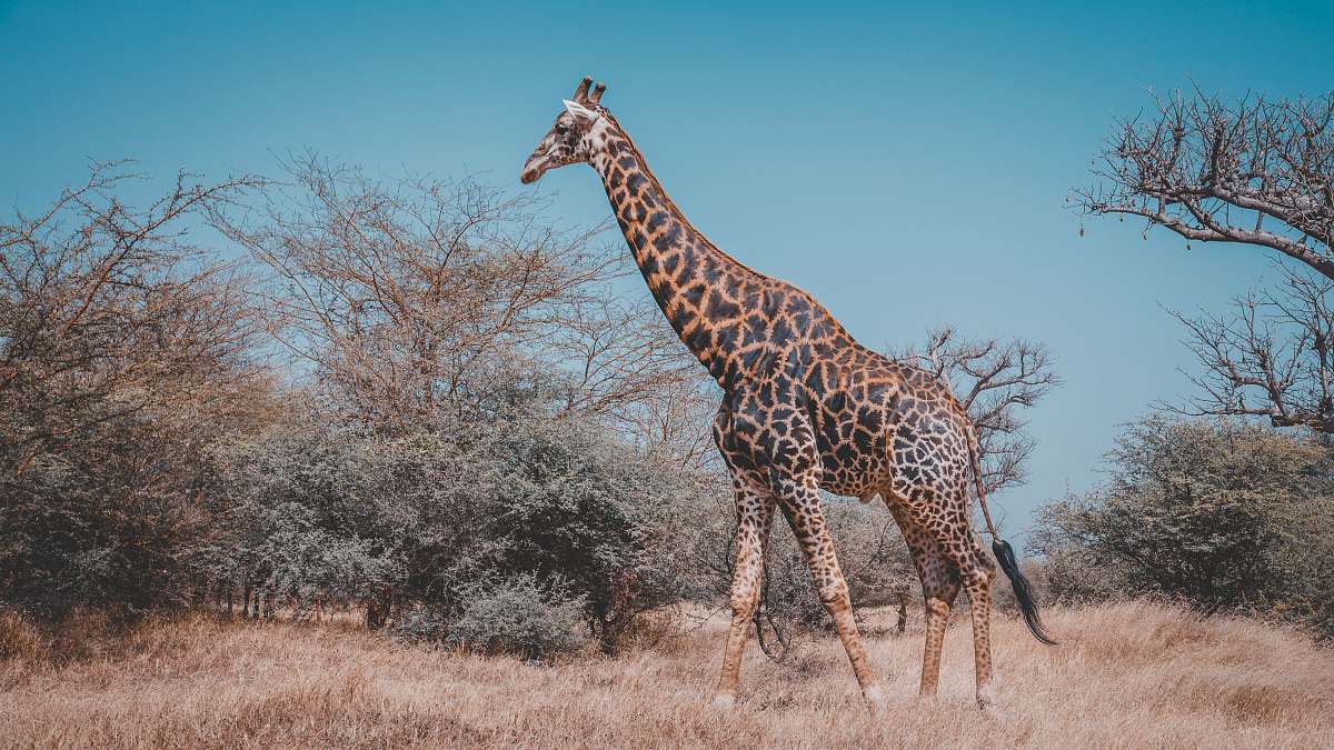 wildlife wildlife photography of giraffe near trees giraffe