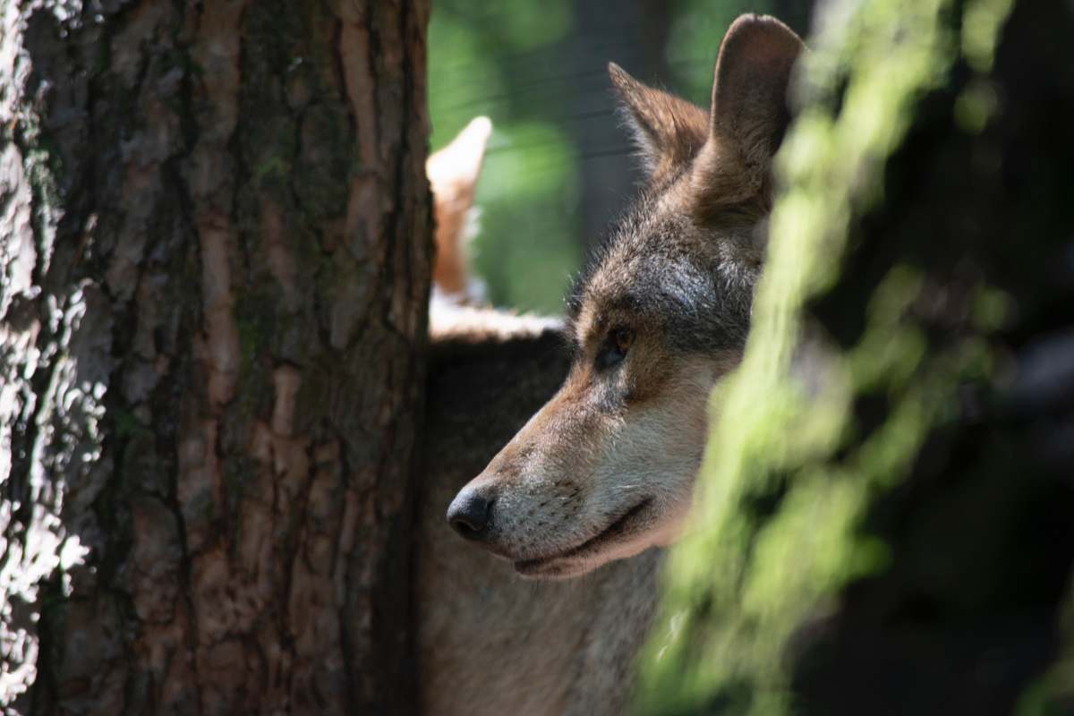 mammal wolf in forest kangaroo