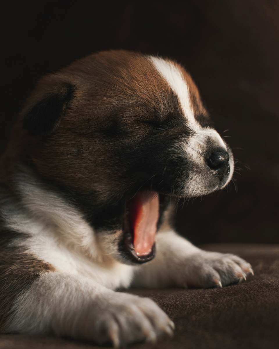 dog yawning white and brown short coated puppy pet