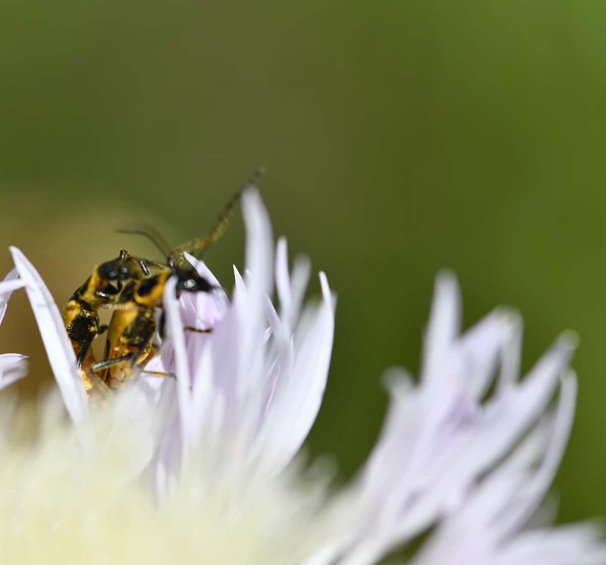 bee yellow and black insect on flower andrena
