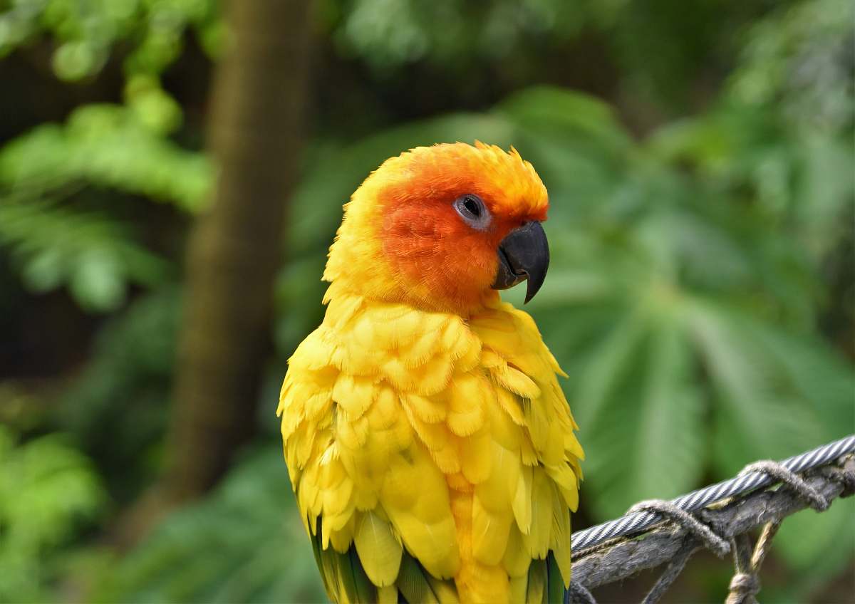 bird yellow and red parrot on tree branch parrot