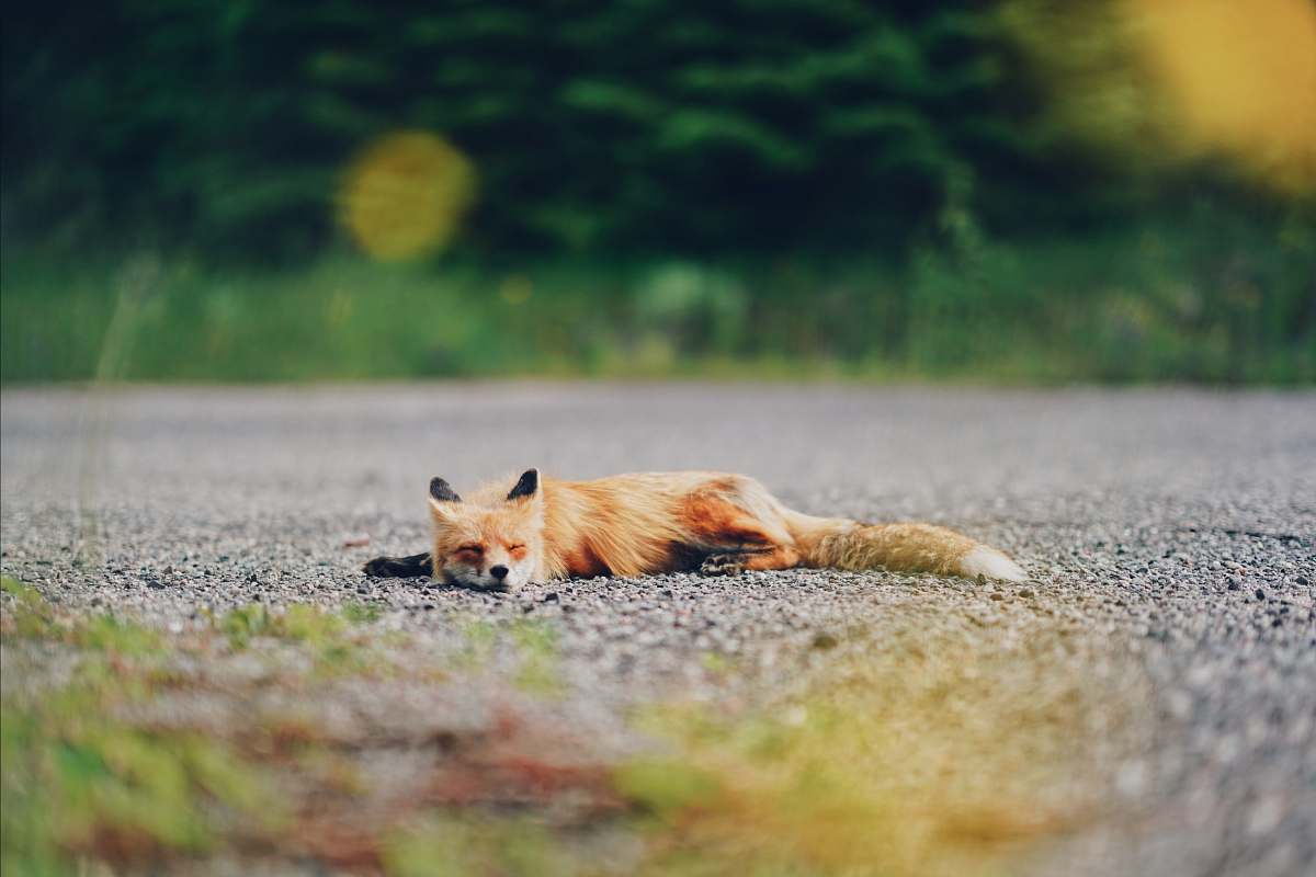 wildlife yellow and white fox and brown cat fox