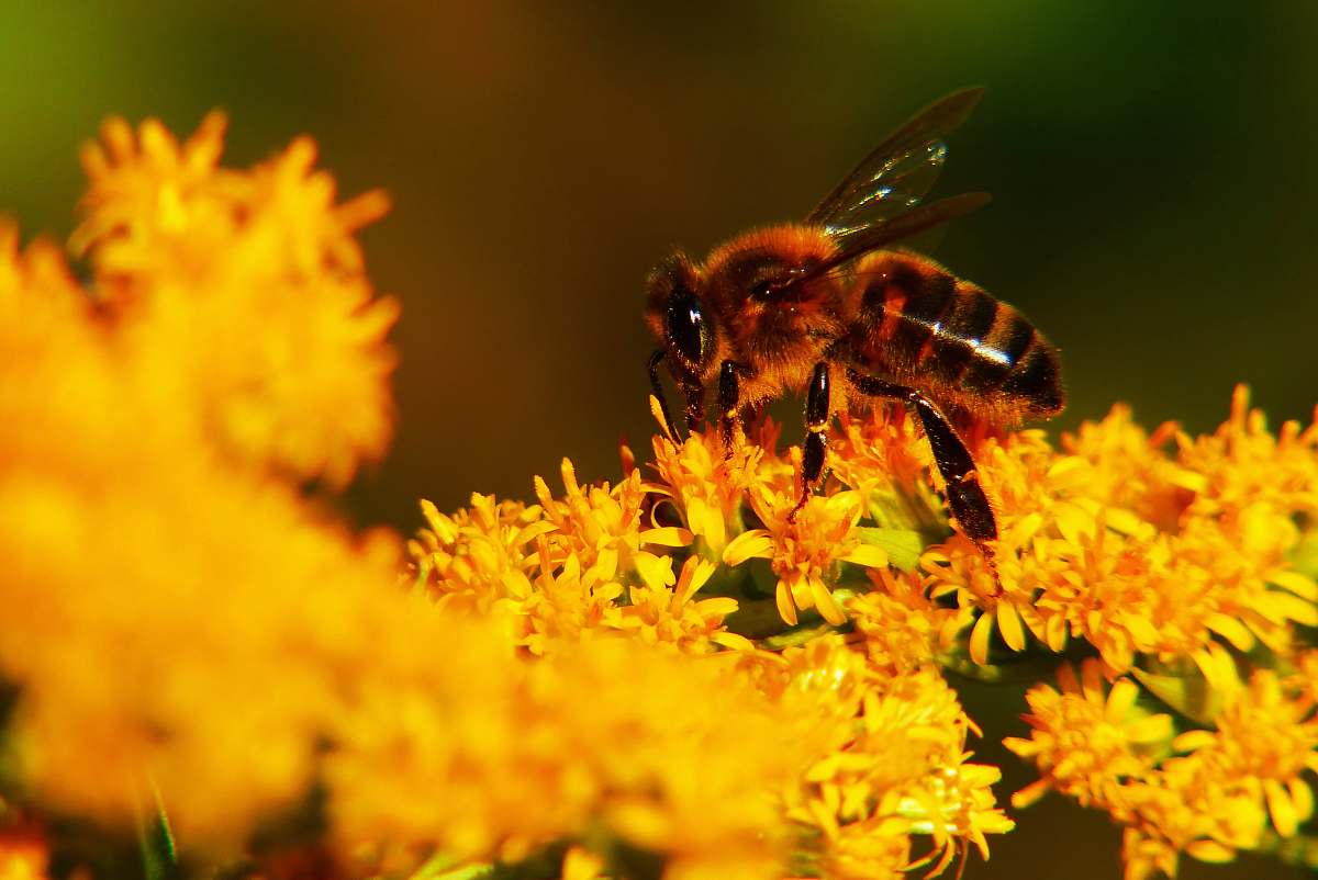 bee yellow bee pearch of yellow flower honey bee