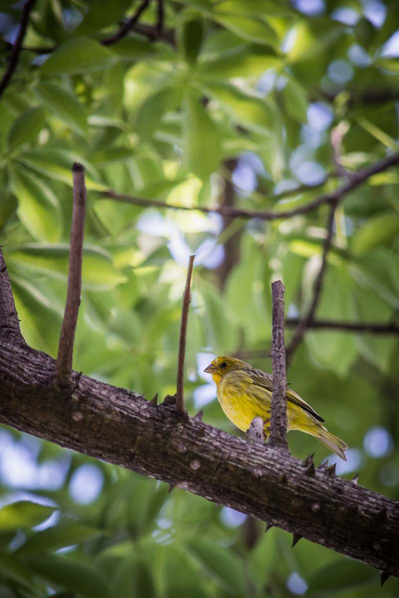 bird yellow bird perching on tree canary