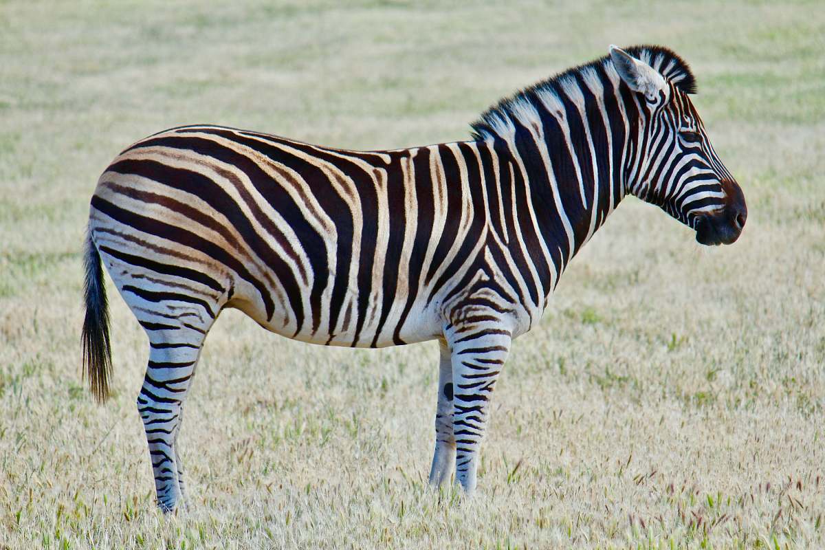 zebra zebra on green grass field during daytime photo wildlife