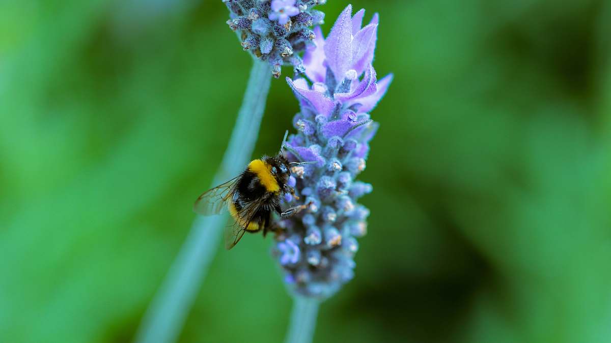 apidae selective focus of yellow bee on purple petaled flowers invertebrate