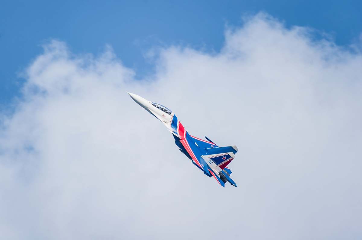 animal  flying
