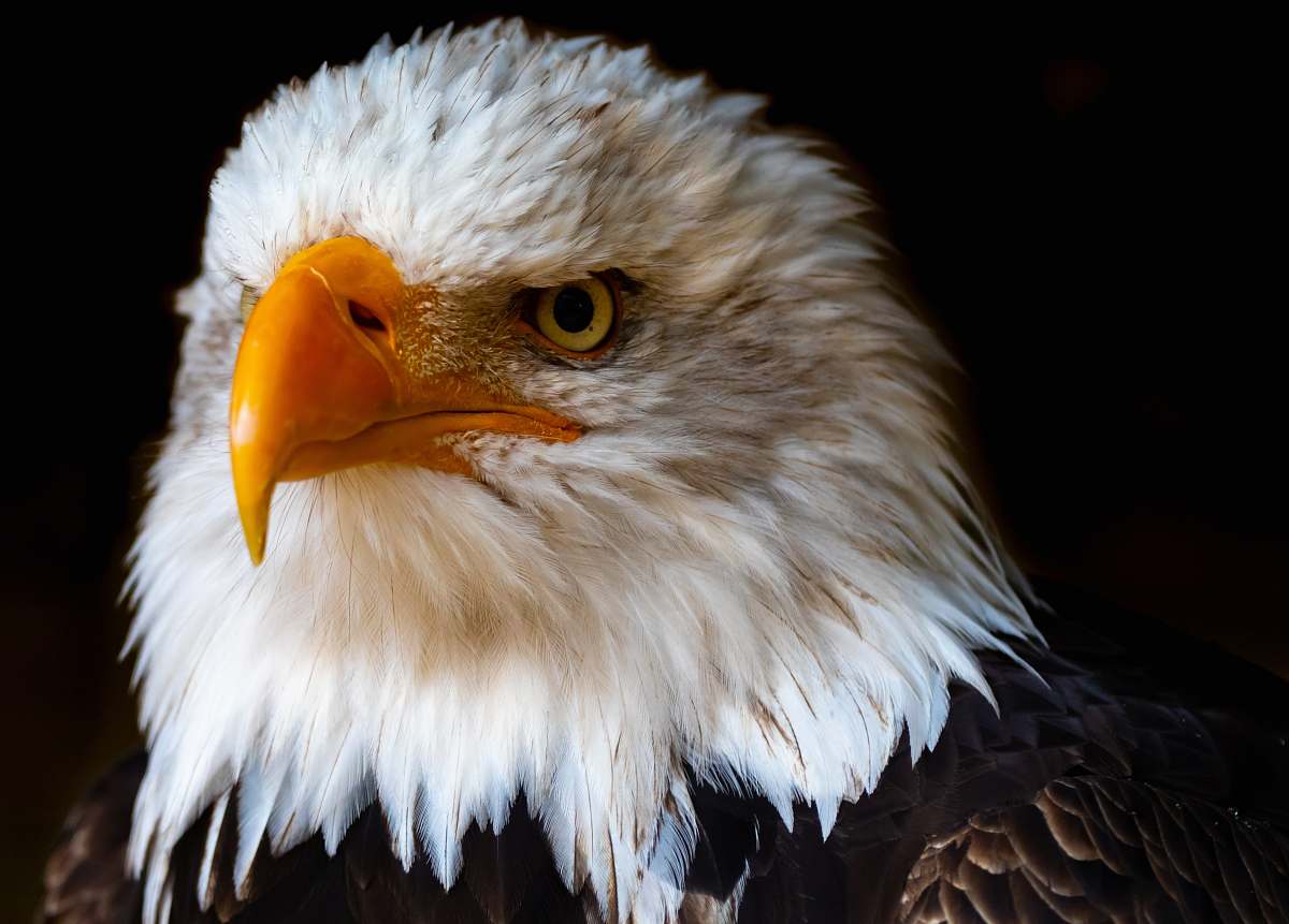 animal bald eagle eagle
