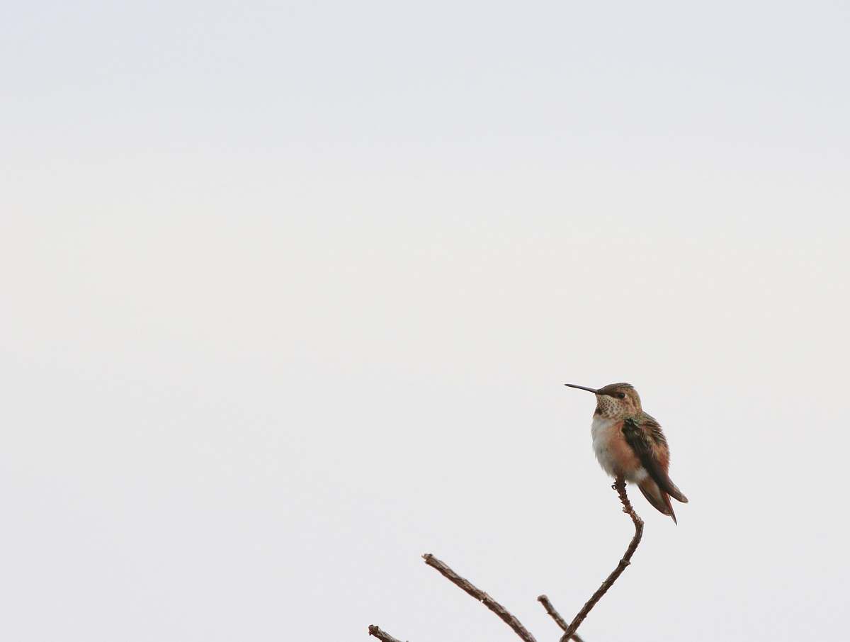 animal bird perched on brancg bee eater