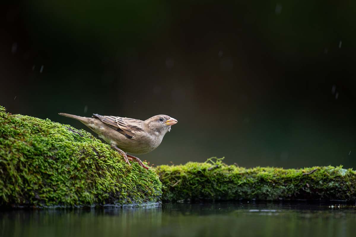 animal bird perching on mossy rock near water anthus