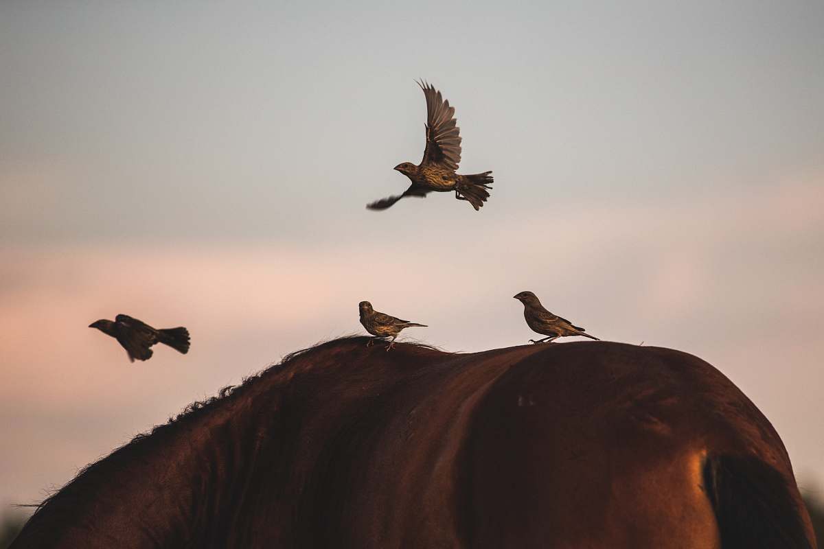 animal birds on brown animal's back nature