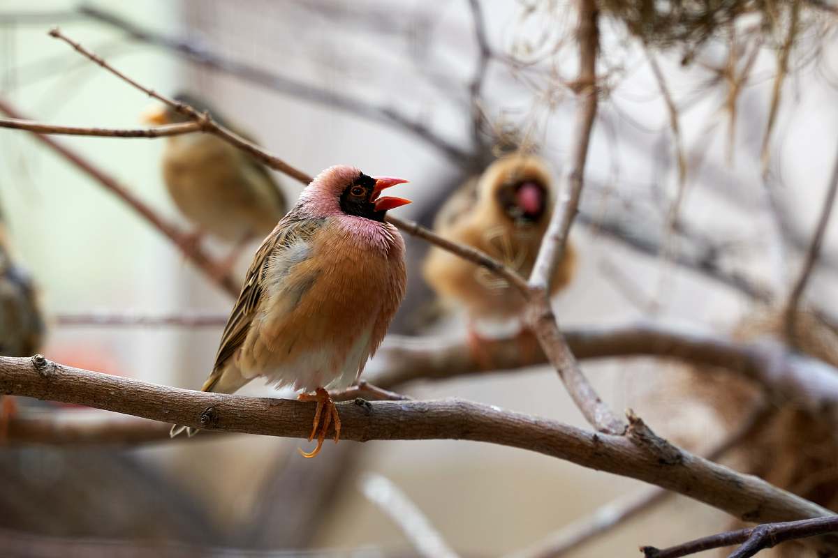 animal birds perches on branch finch