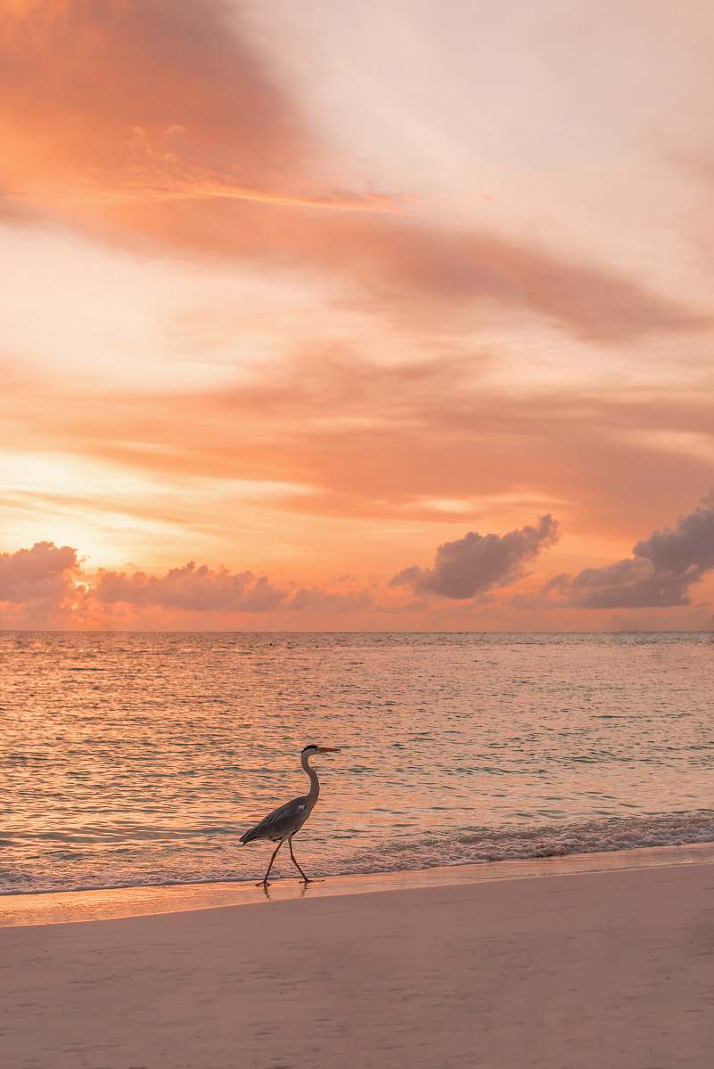animal black and brown swan beside seashore nature