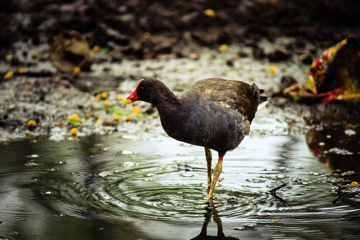 water black bird on river outdoors