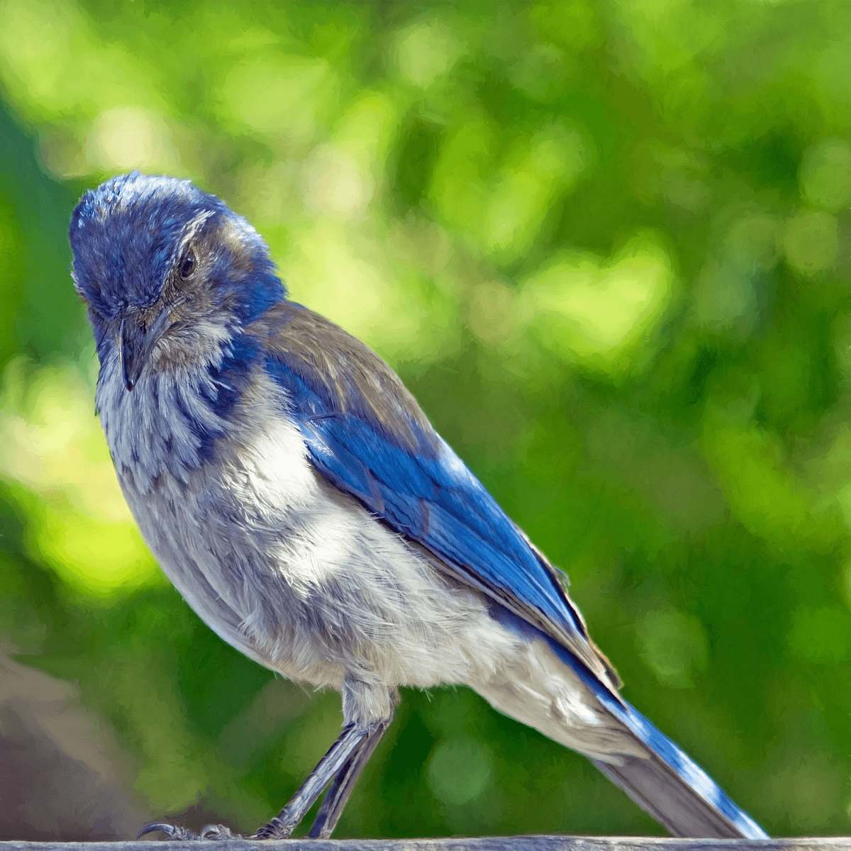 animal blue and gray bird blue jay