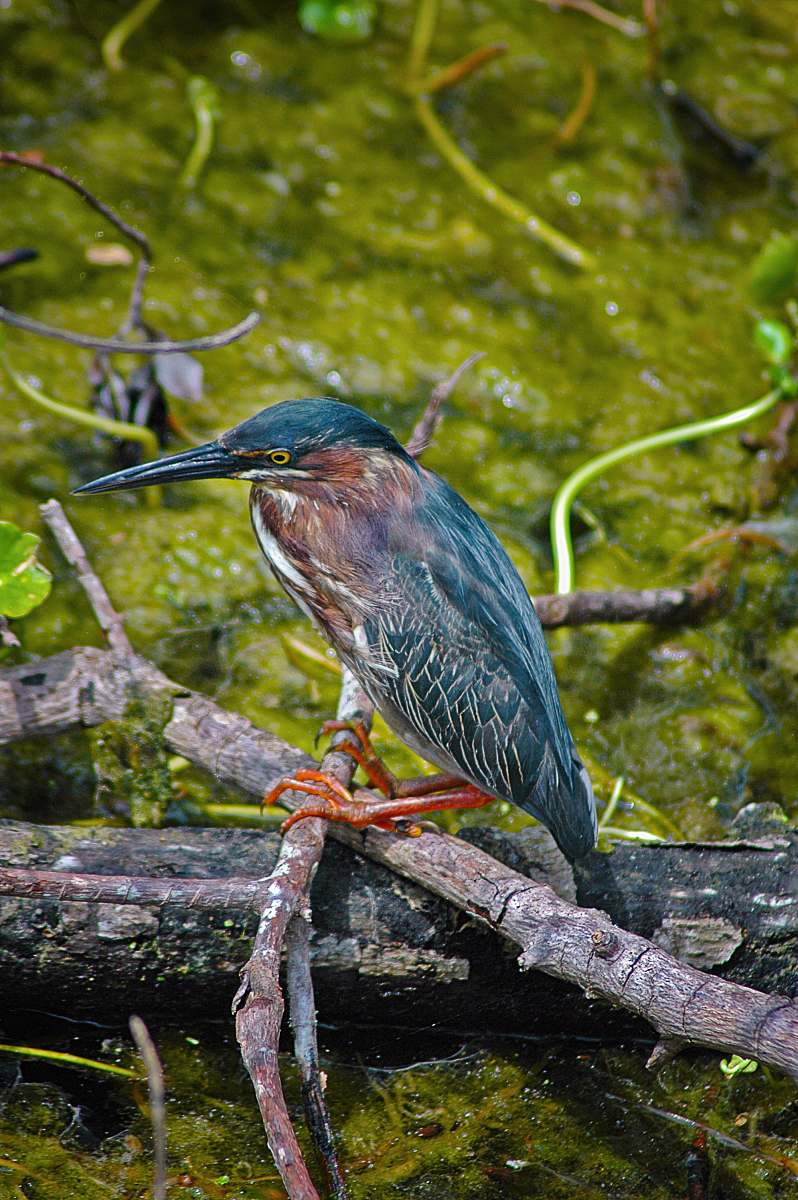 animal blue and red bird on a tree branch waterfowl