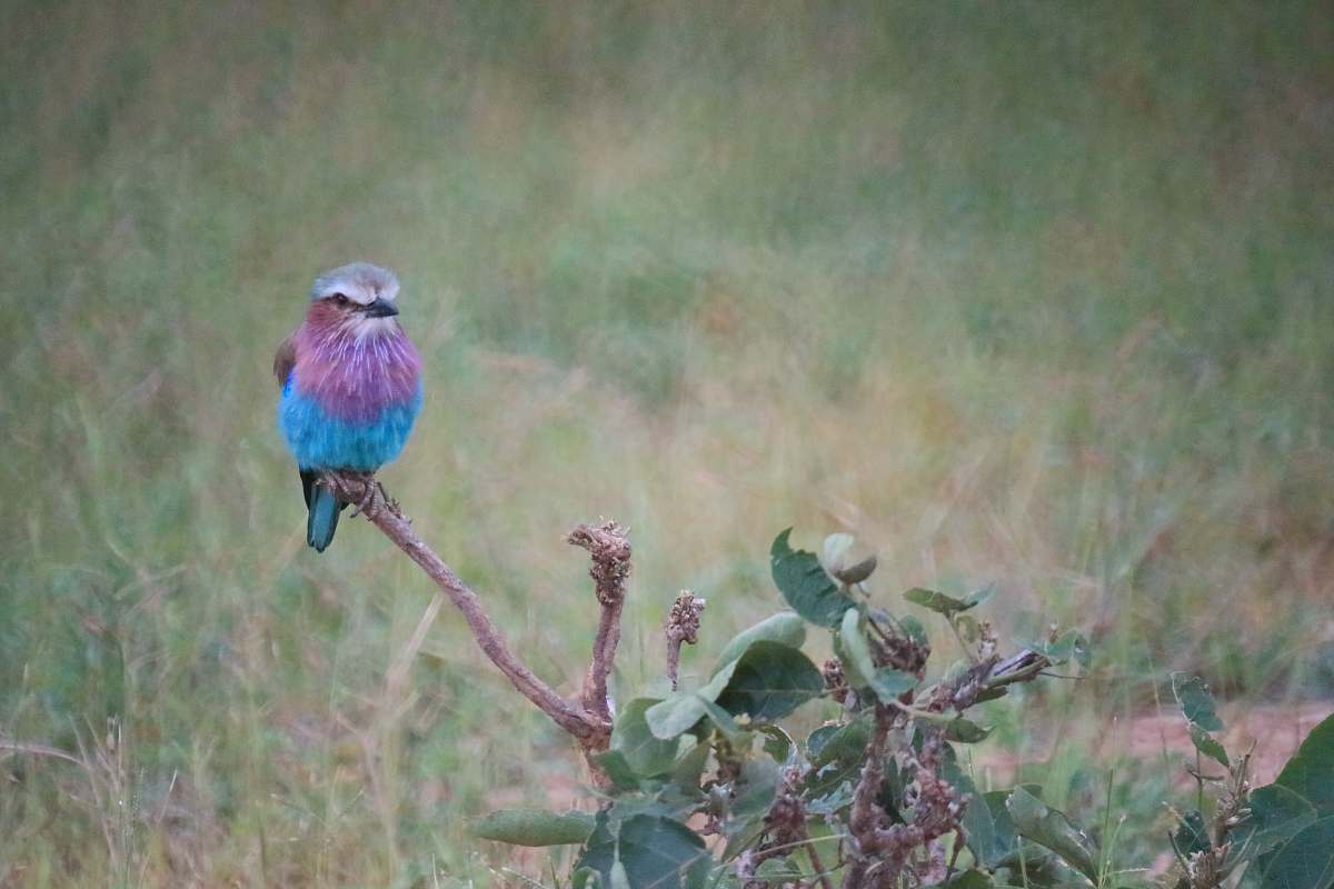 animal blue bird on plant bluebird
