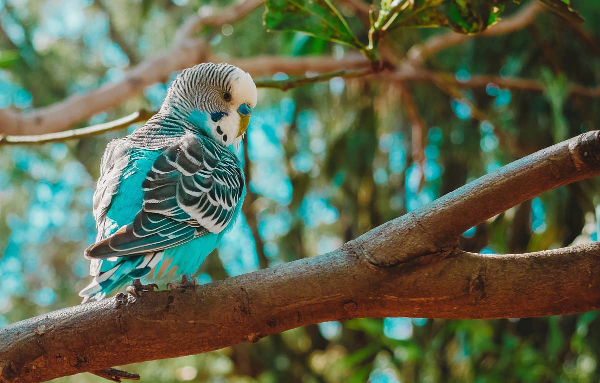animal blue, black, and white budgerigar bird on tree parakeet