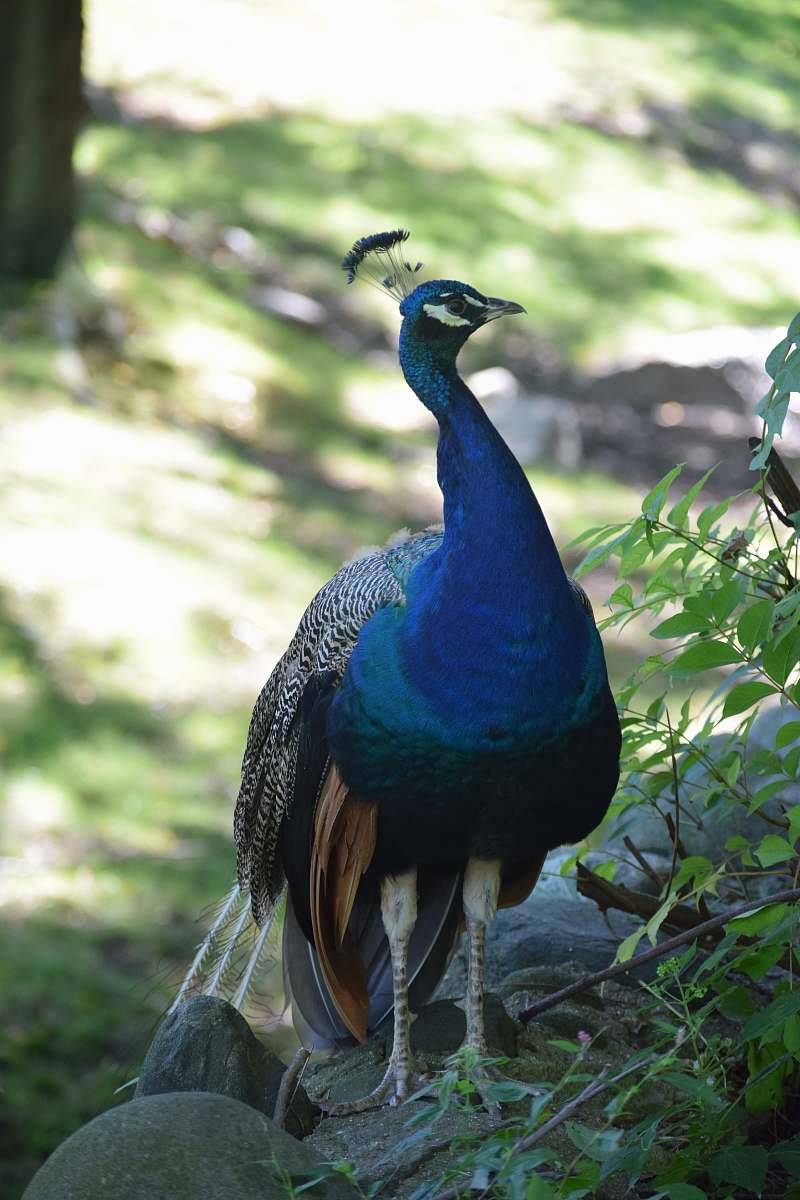 animal blue, green, and gray peacock beside green plant peacock