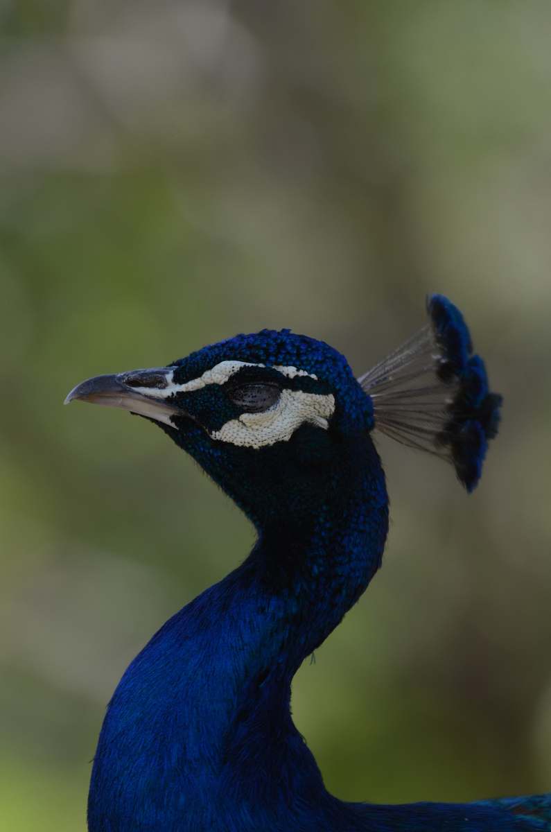 animal blue peacock with crest on head peacock