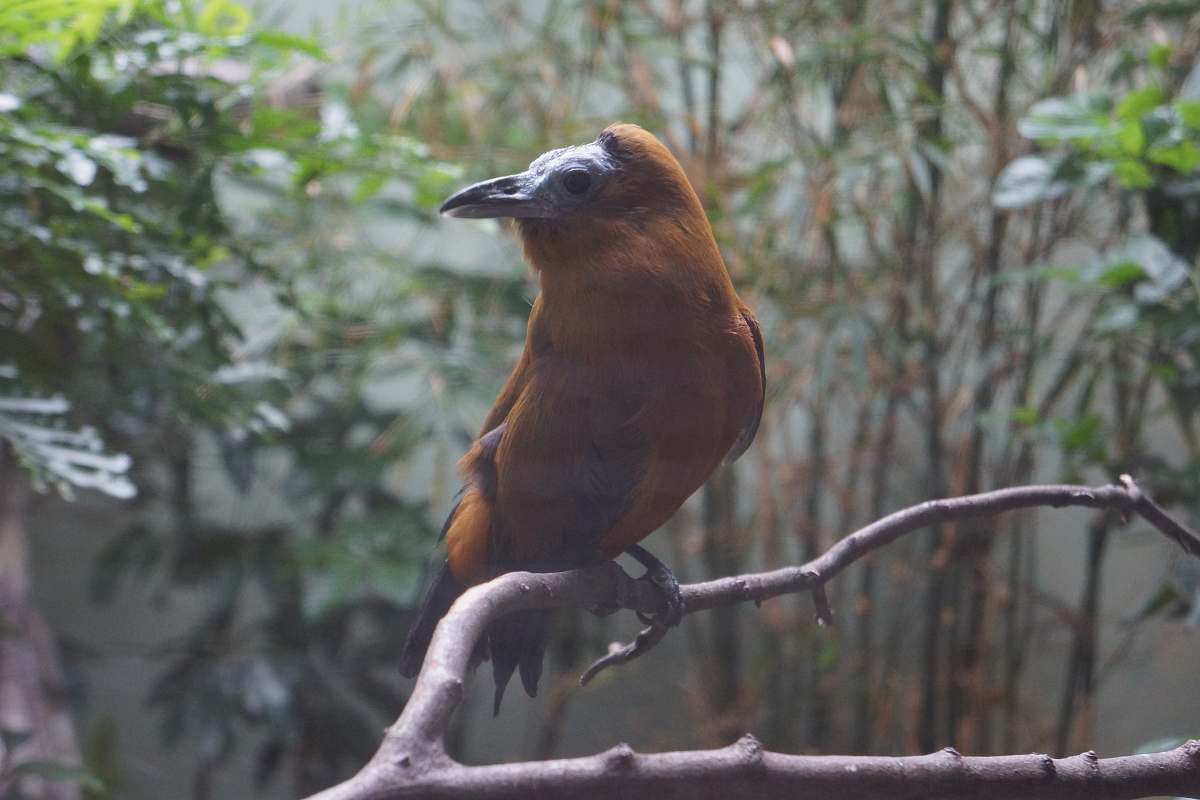 animal brown bird on branch grey