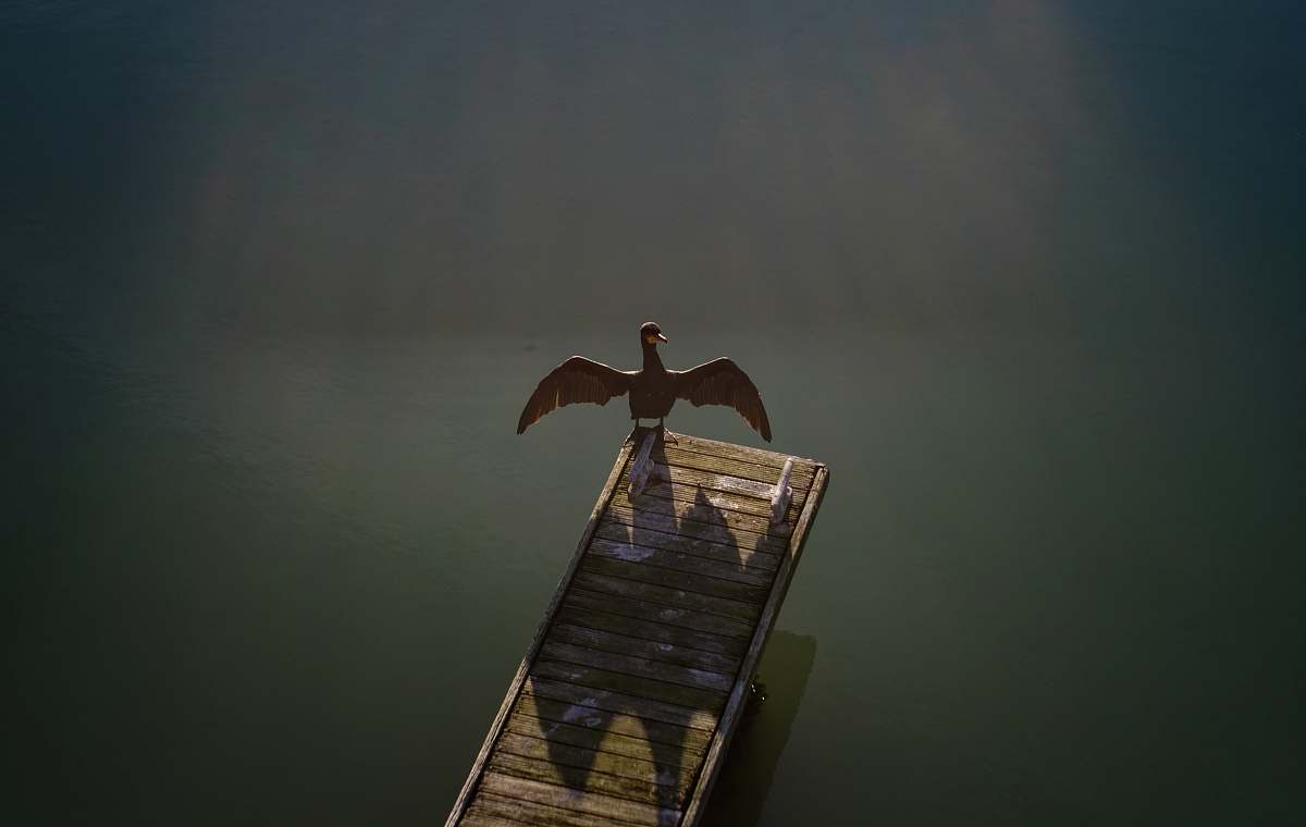 animal brown bird standing on brown wooden boardwalk cormorant