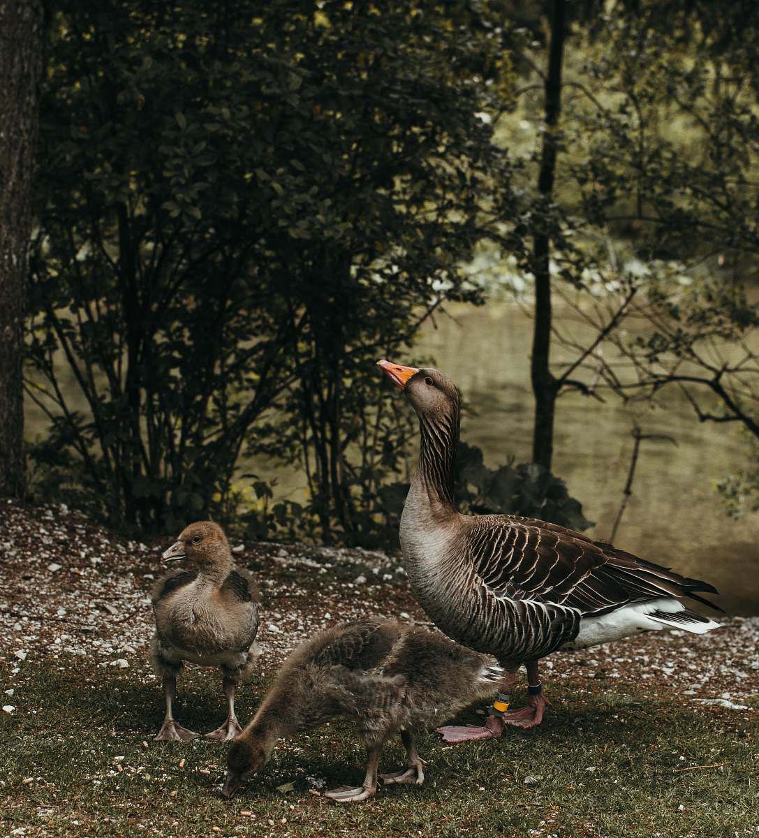 animal brown duck near plant goose