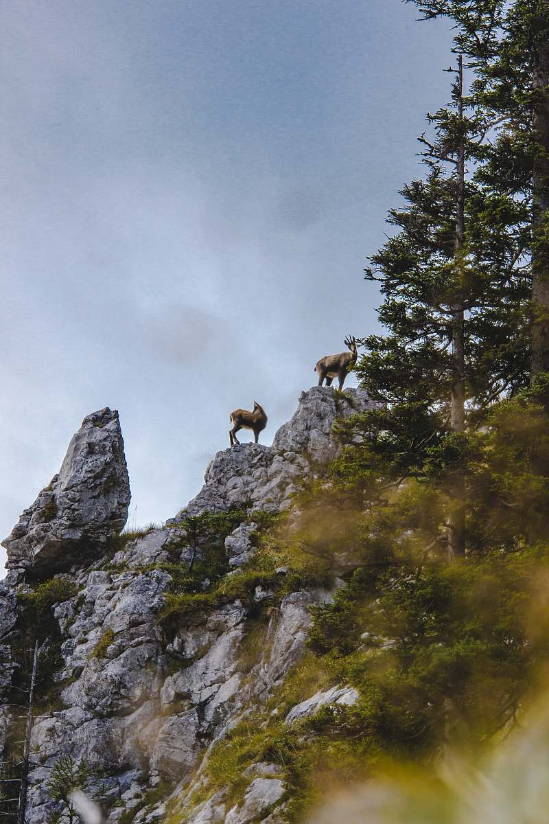 animal brown mountain goats on top of rocky mountain under gray sky goat