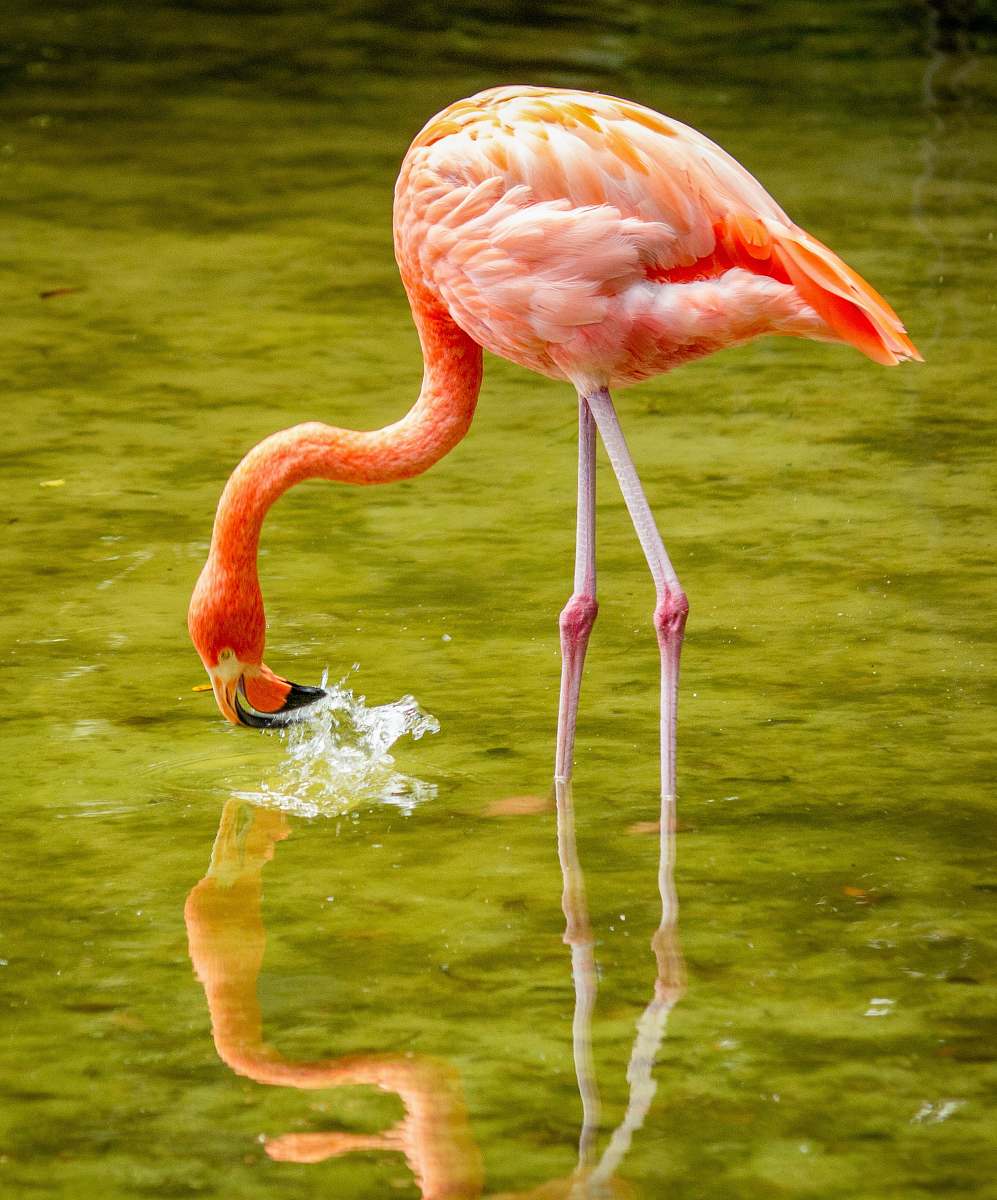 animal close-up of flamingo flamingo