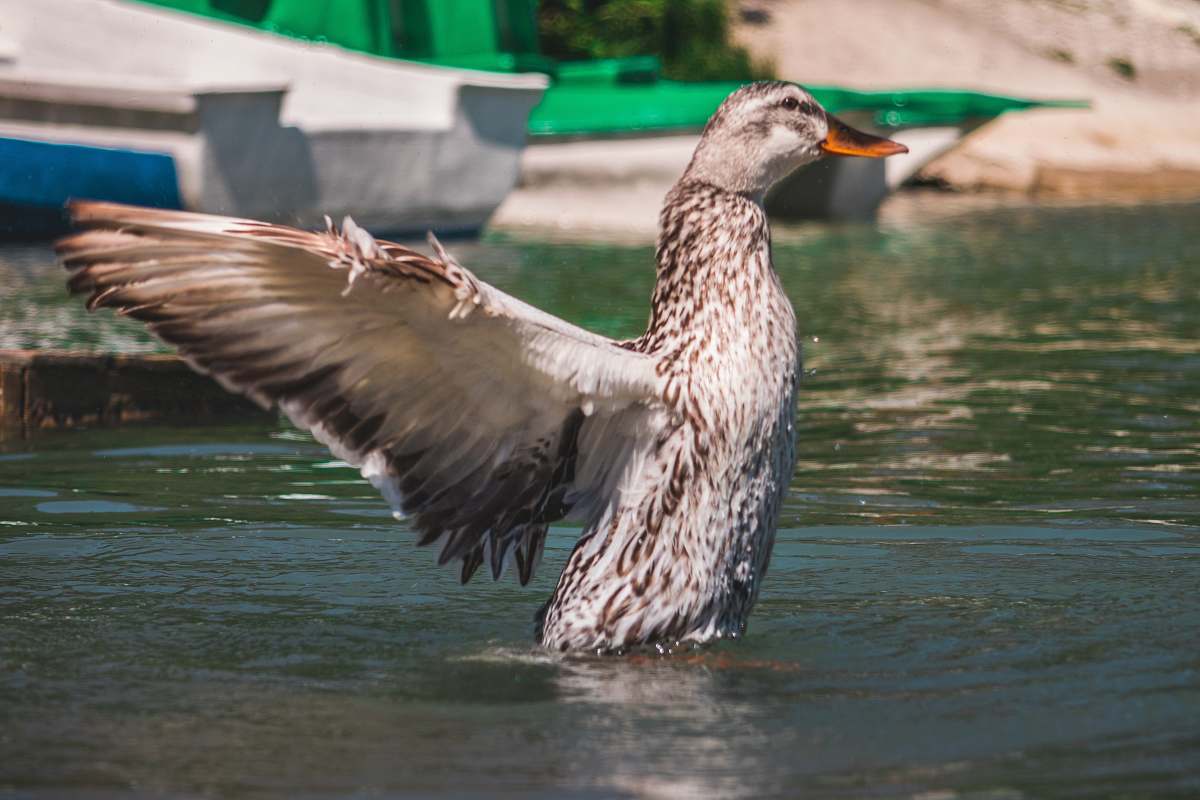 animal close-up photo of brown and black duck duck