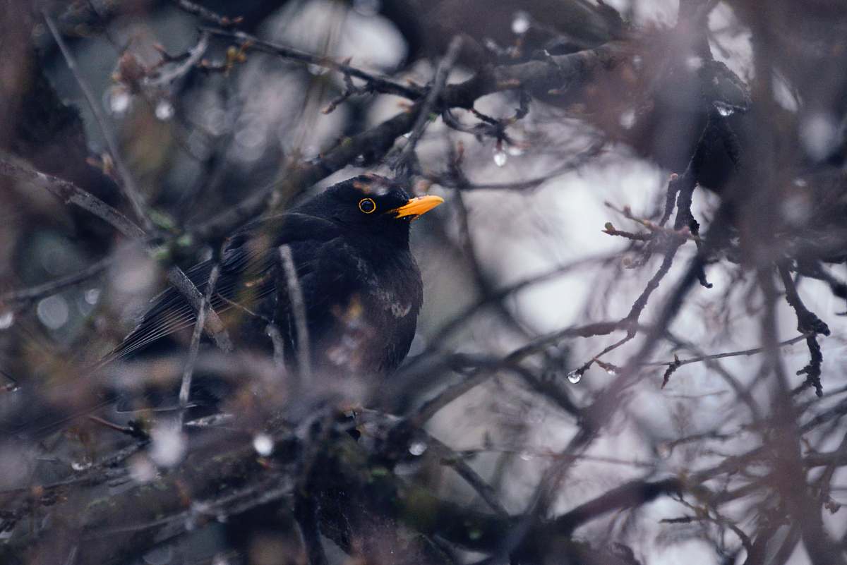 animal close-up photography of black bird on branches agelaius