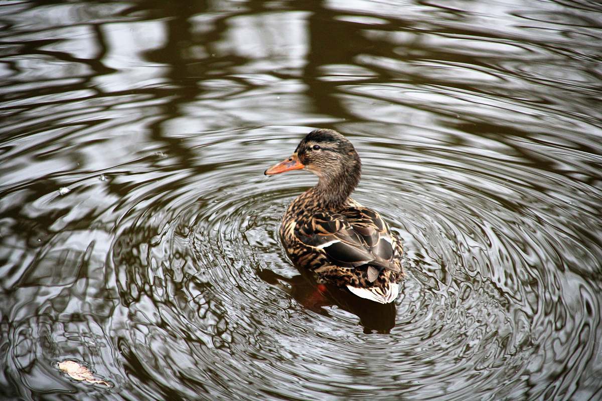 water duck floating on water in timelapse photography outdoors