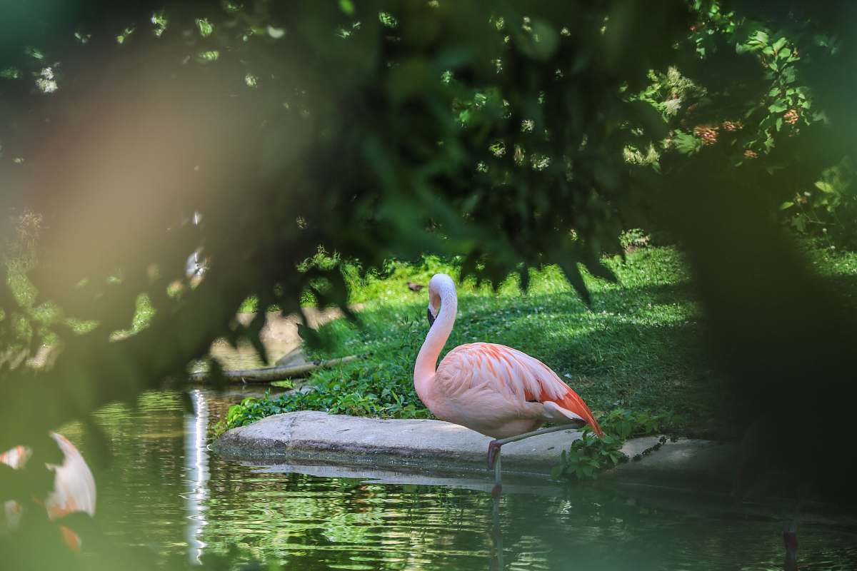 animal flamingo on body of water flock