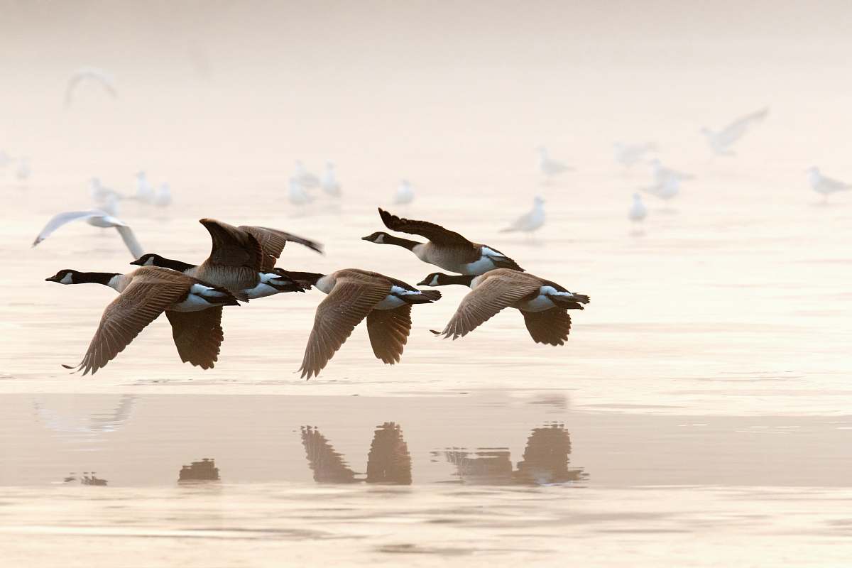 animal flock of mallard ducks flying