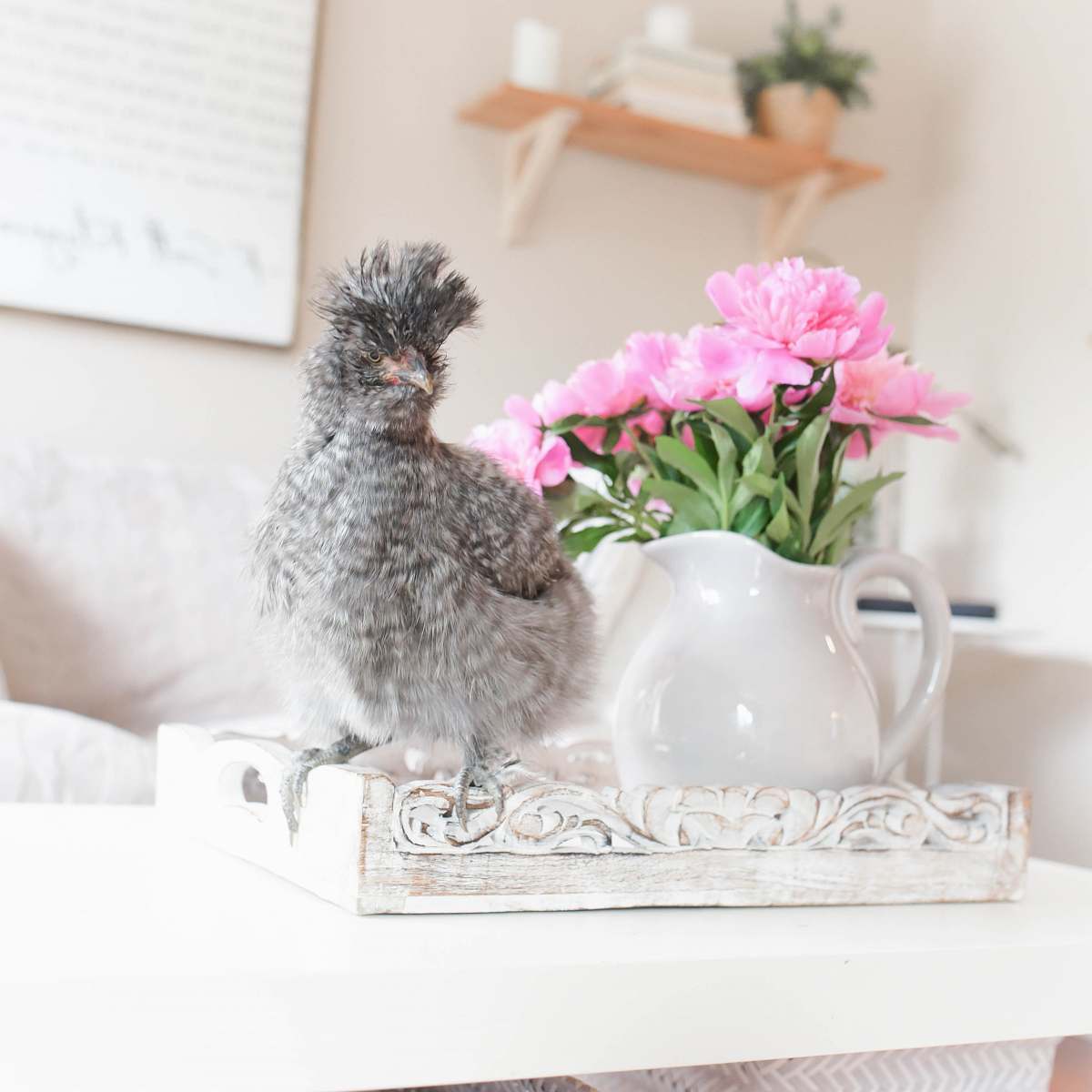 animal gray bird chicken