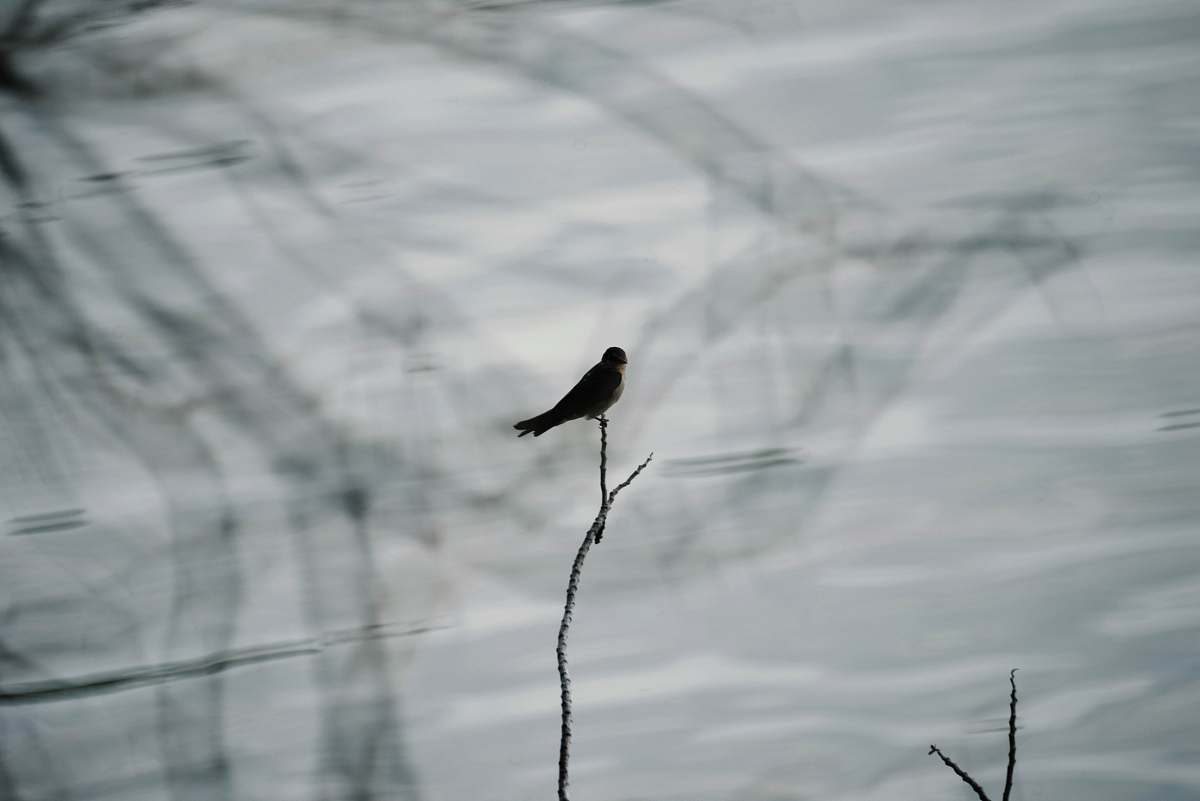 animal grayscale photography of bird on twig grey
