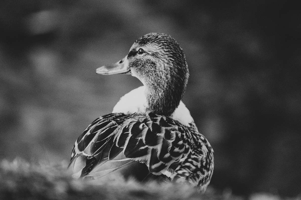 animal grayscale photography of duck black-and-white