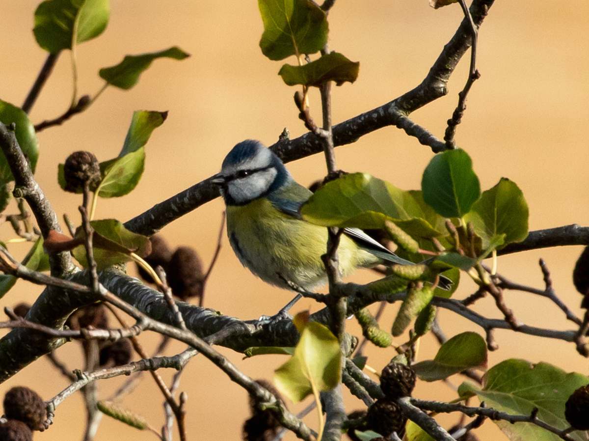 animal green and gray bird on tree branch jay