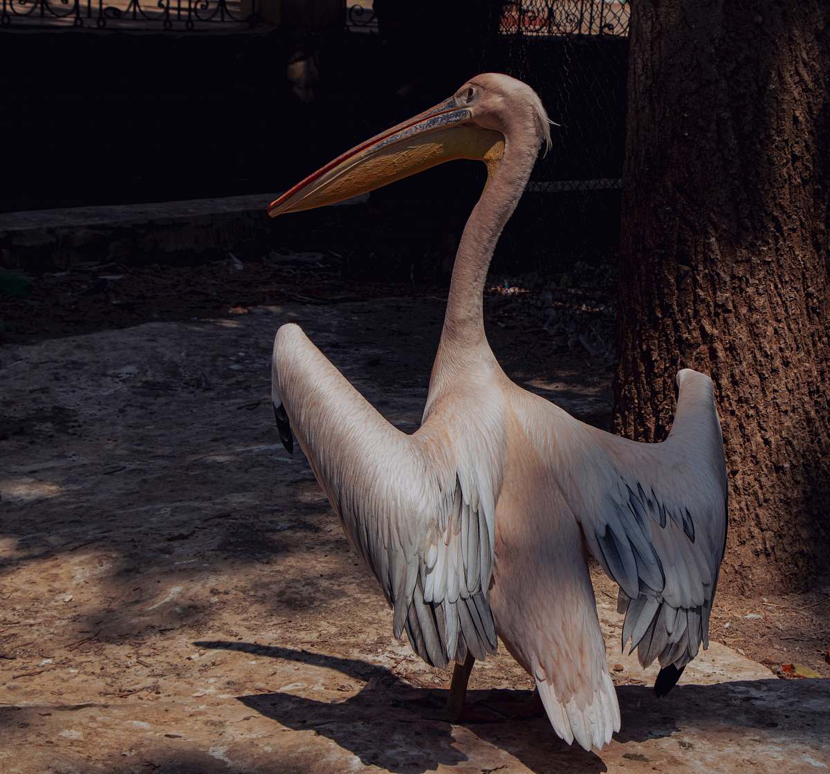 animal grey pelican during daytime pelican