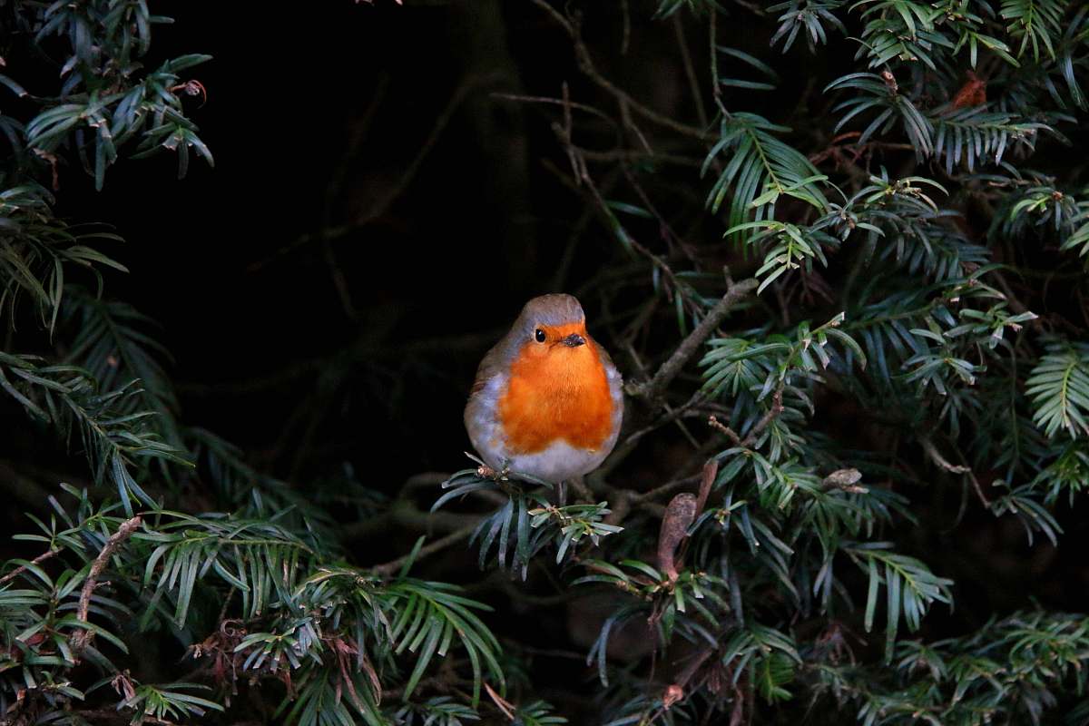 animal orange bird on tree robin