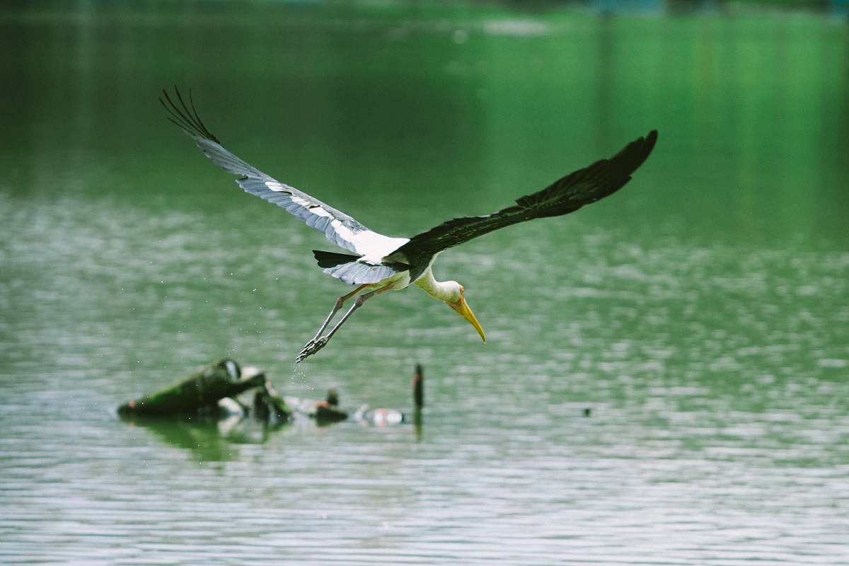 animal osprey bird flying above body of water flying