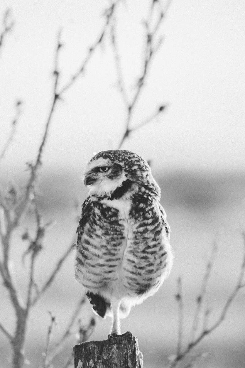 animal owl perched on post black-and-white