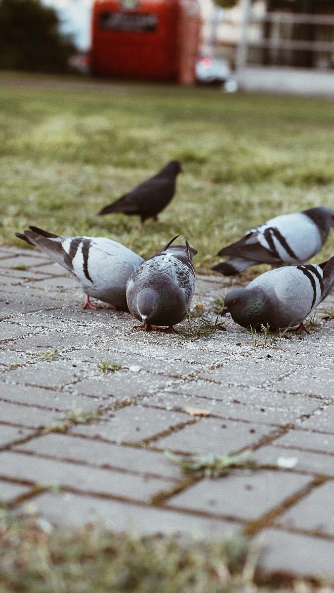 animal pigeon birds in green field dove
