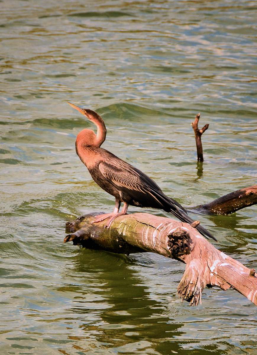 animal pink and black bird on driftwood anhinga