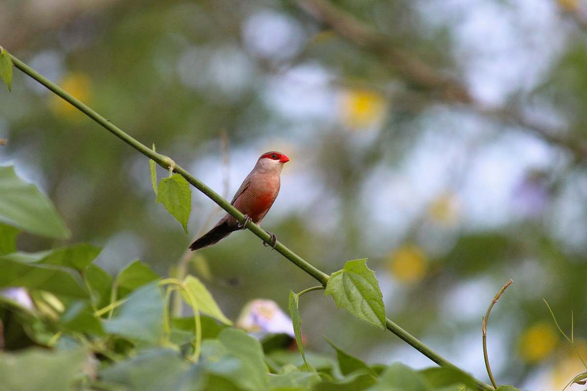animal red bird on plant stem finch