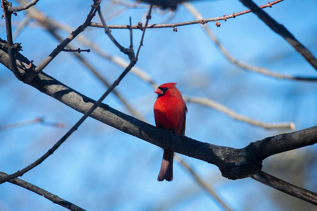 animal red Cardinals on tree branch cardinal