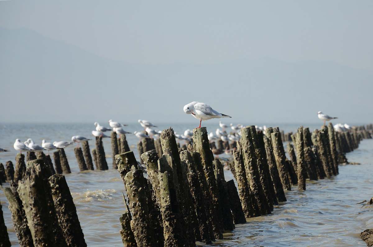 animal seagull on post during daytime seagull