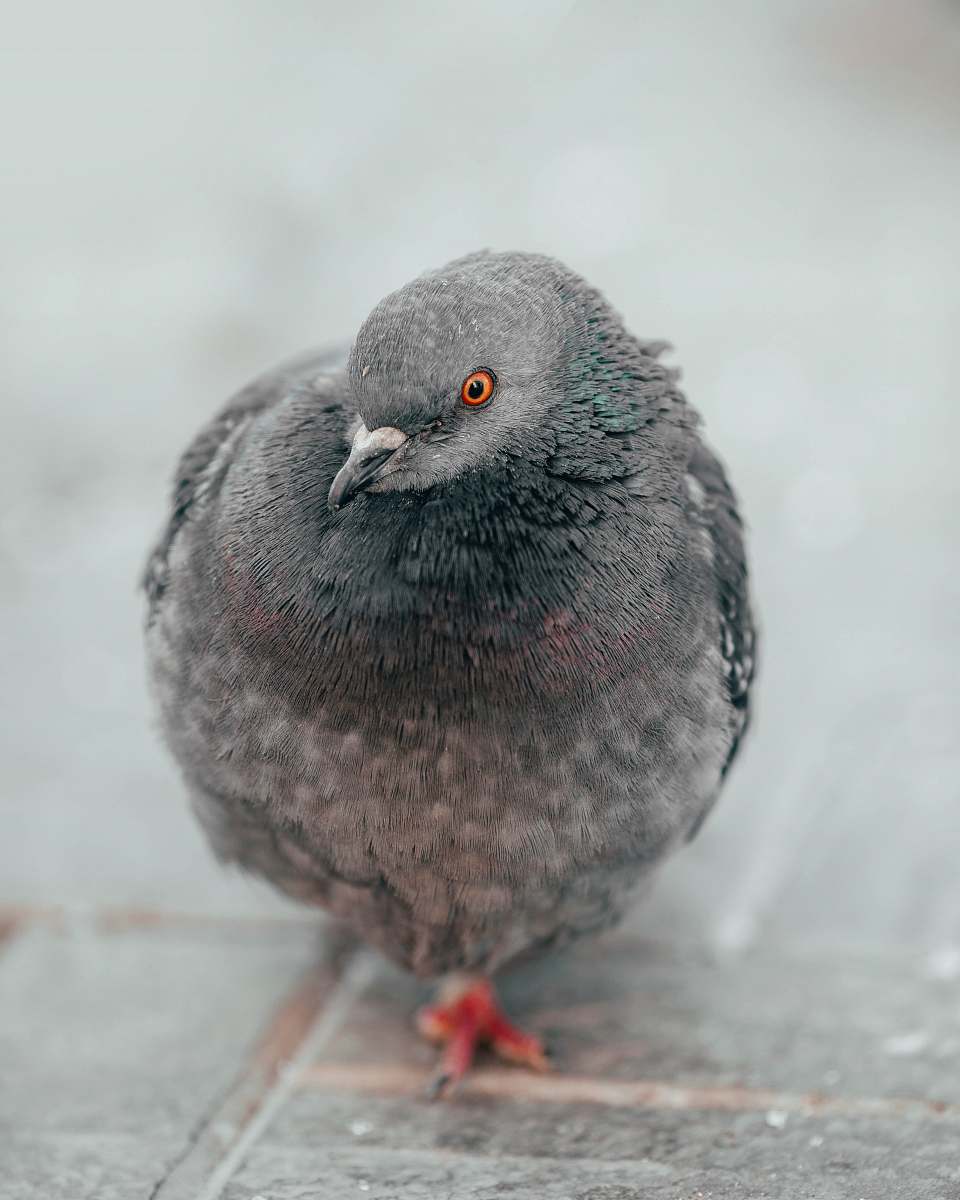 animal selective focus photo of pigeon dove