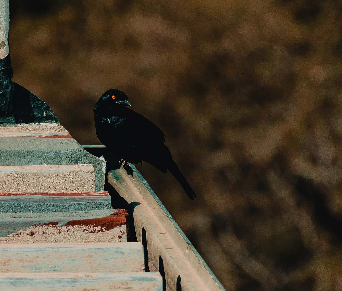 animal selective focus photo of two black birds agelaius