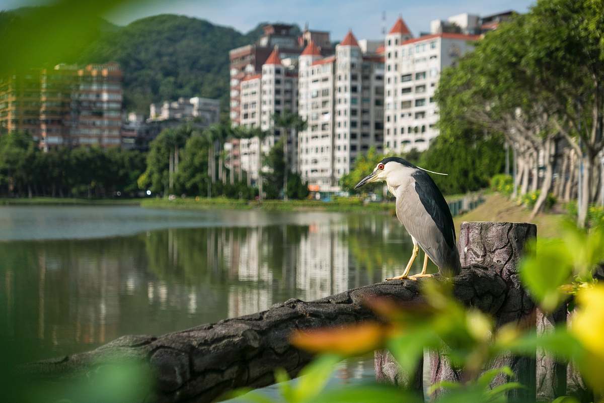 animal selective focus photography of long-beaked gray bird on tree branch near body of water waterfowl